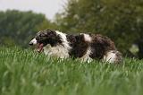 BARZOI 124